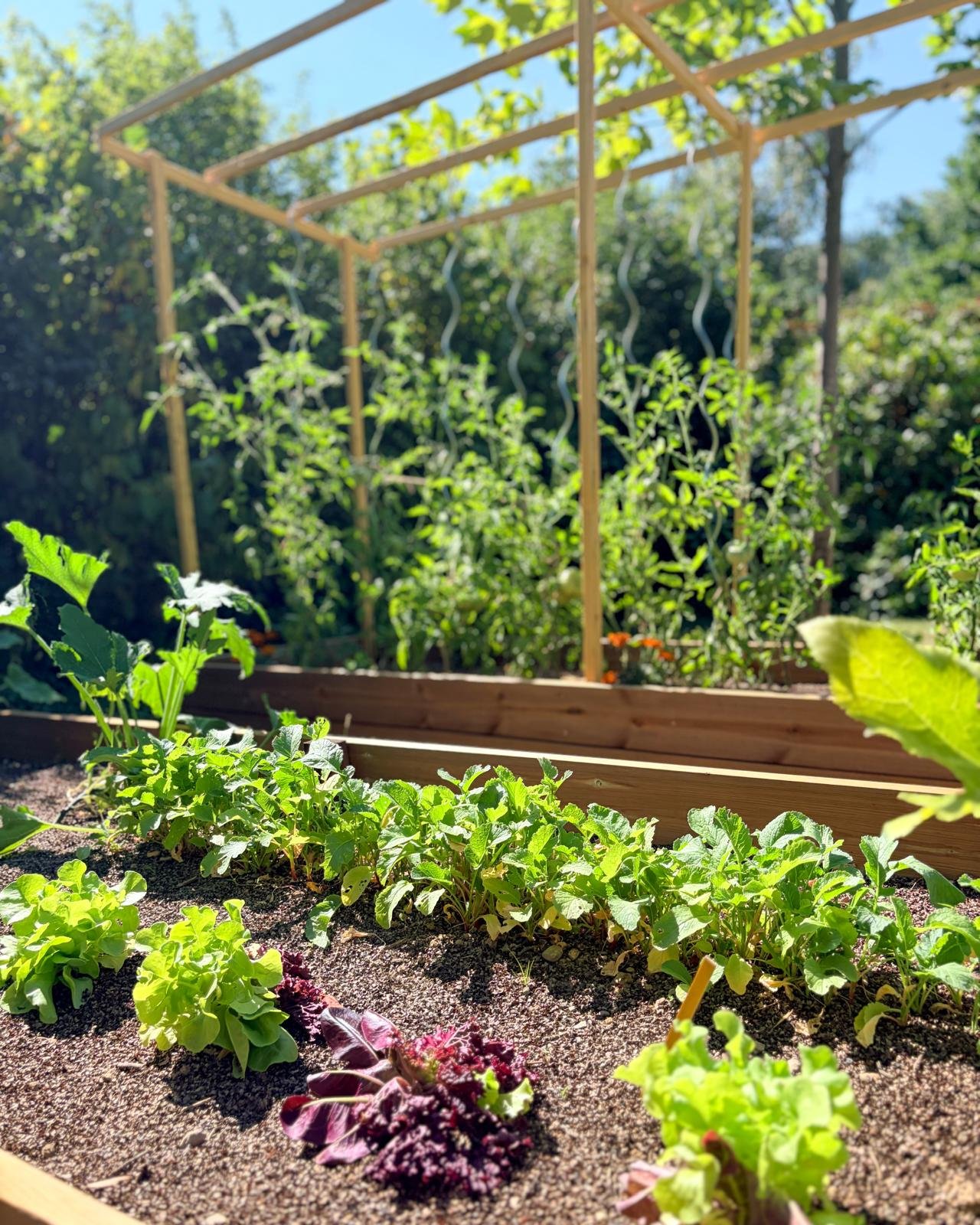 Le potager du Projet Perrières avant travaux